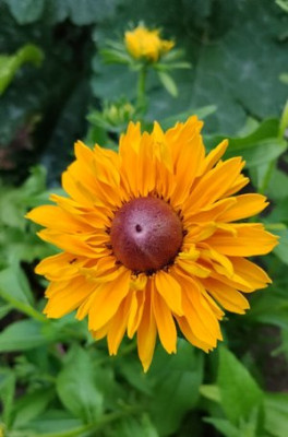 rudbekiya.jpg